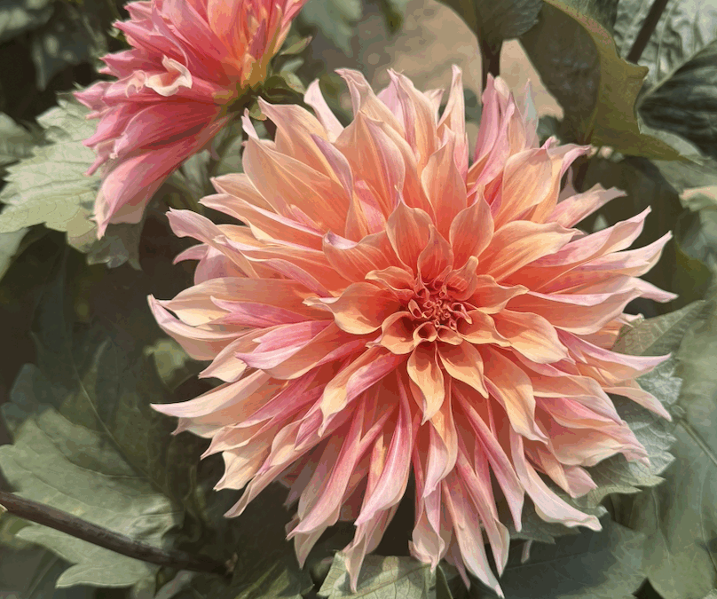 Showstopping Burnett’s Grown Dinnerplate Dahlias Are Here  